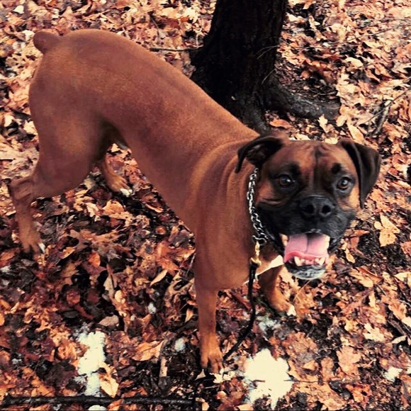 Meet your Posher’s pupper, RAJI!!! - Picture 7 of 7